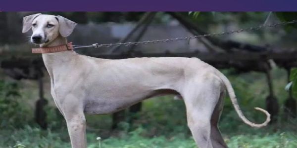 प्रतिनिधि चित्र स्वदेशी नजर नस्ल का स्वान प्रतिनिधि चित्र स्वदेशी नजर नस्ल का स्वान