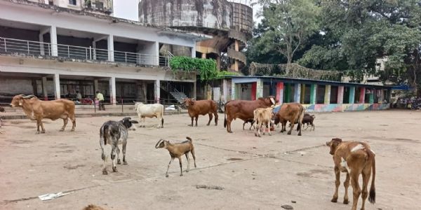 धमतरी : नगर निगम का मवेशी धरपकड़ अभियान धीमी गति से