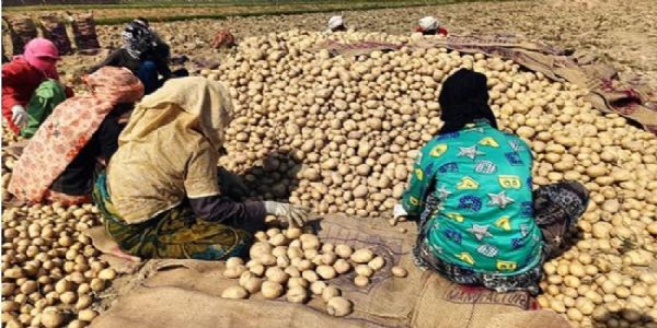 फर्रुखाबाद : आलू के दाम गिरने से किसान संकट में, शीतगृहों से निकासी हुई कम