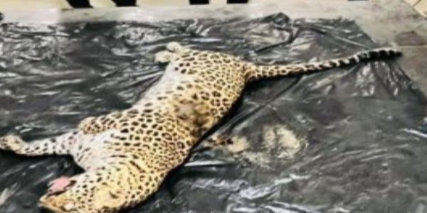 निसर्ग इस्पात संयंत्र में तेंदुए को करंट लगाकर मर गया था वन विभाग ने किया प्रकरण दर्ज