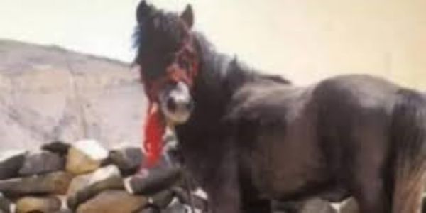 चामुर्थी घोड़ों की शान दिखेगी लवी मेले में, रामपुर बुशहर में 1 से 3 नवंबर तक होगा हॉर्स शो