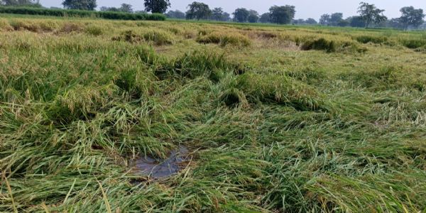 धमतरी : धान कटाई-मिंजाई में आई तेजी, बेमौसम बारिश ने बढ़ाई किसानों की चिंता