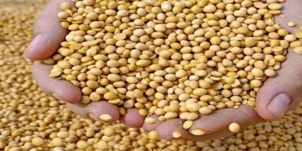 मप्र में अब तक 14 हजार 727 किसानों से 25 हजार 999 टन सोयाबीन की खरीदी