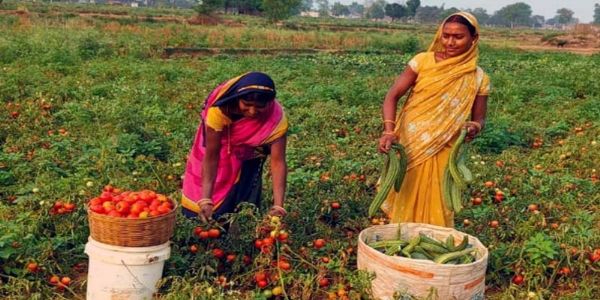 मप्र : जनजातीय वर्ग के वन-भूमि पट्टेधारी किसानों को सब्जियों के उत्पादन पर मिलेगा विशेष अनुदान