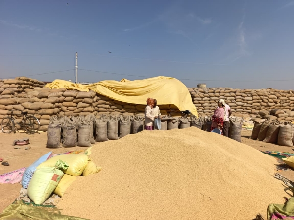 धान खरीदी केंद्र। फाइल फोटो धान खरीदी केंद्र। फाइल फोटो