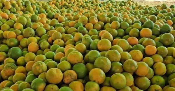 आगर मालवा के संतरे की होगी ब्रांडिंग, किसानों को मिलेगा फायदा आगर मालवा के संतरे की होगी ब्रांडिंग, किसानों को मिलेगा फायदा