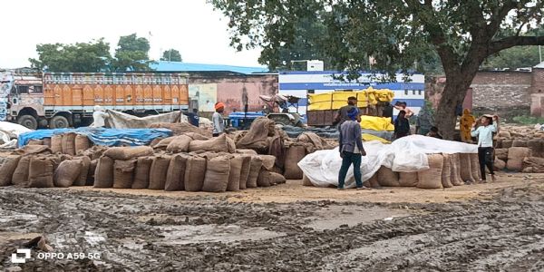 अन्नदाता पर कुदरत की मार : लाखों का धान खुले आसमान तले भीगा