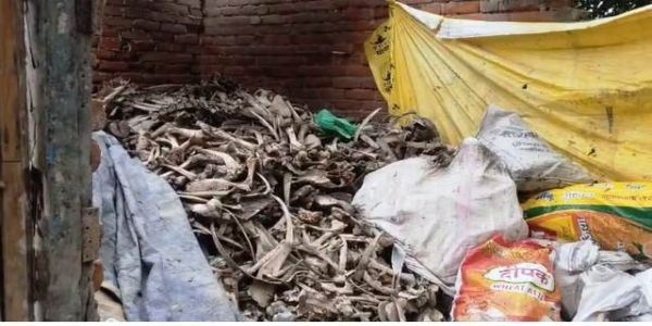 गोवंश की खाल, हड्डी का कारोबार करने वाले चार हिरासत में