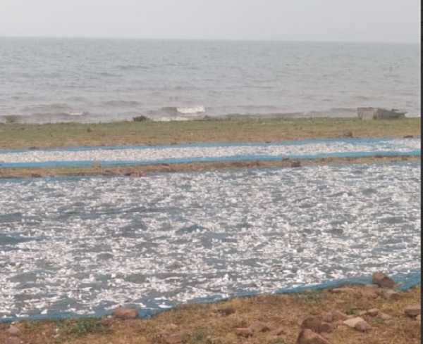 *मौके पर ही मछली की नीलामी संदेह के घेरे में*