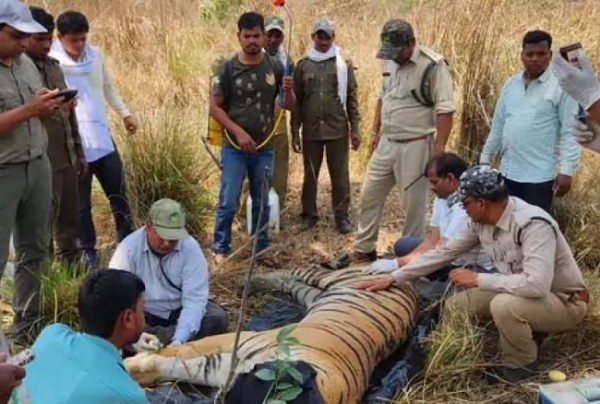 कान्हा टाइगर रिजर्व में बाघ की मौत के बाद जांच करते वन अधिकारियों की टीम