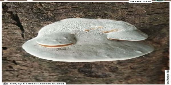 सिवनीः वन गश्ती के दौरान फारेस्ट गार्ड को दिखा अद्भुत दृश्य