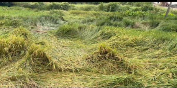 रायगढ़ : मोंथा तूफान से हुई बारिश से धान की फसल को भारी क्षति,कीट-व्याधि के प्रकोप का मंडराने लगा खतरा
