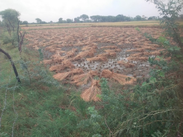 बारिश से 15 करोड़ रुपये के धान की फसल खराब बारिश से 15 करोड़ रुपये के धान की फसल खराब