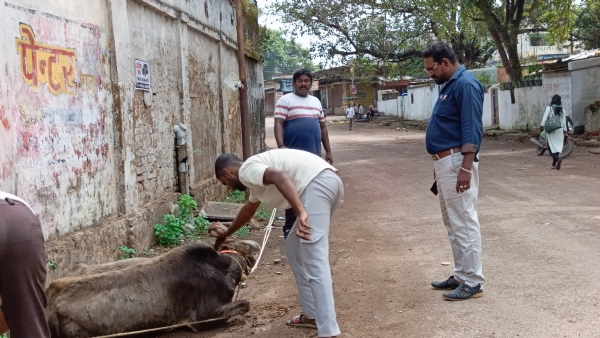 मवेशी को पकड़ते हुए नगर निगम के कर्मचारी मवेशी को पकड़ते हुए नगर निगम के कर्मचारी