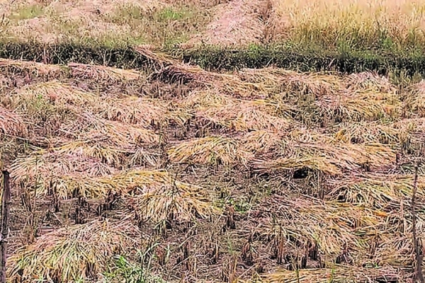 बारिश के बाद पानी में डुबे धान की तैयार फसल बारिश के बाद पानी में डुबे धान की तैयार फसल