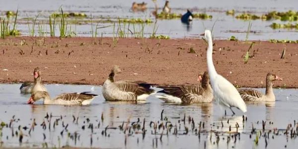 बिहार के कटिहार ज़िले स्थित गोगाबील झील बिहार के कटिहार ज़िले स्थित गोगाबील झील