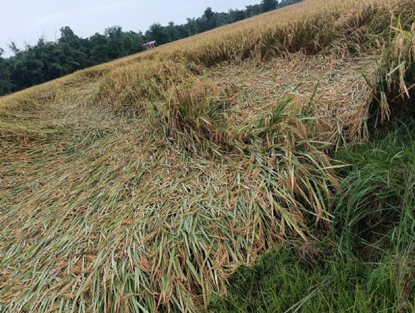 दरभंगा: तूफान से नष्ट धान का फ़सल। दरभंगा: तूफान से नष्ट धान का फ़सल।