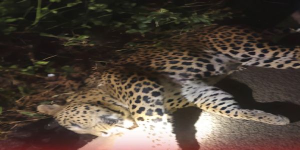 सड़क किनारे मिला तेंदुए का शव, जंगल में साथी के घूमने की आशंका से दहशत में बिष्णुपुर