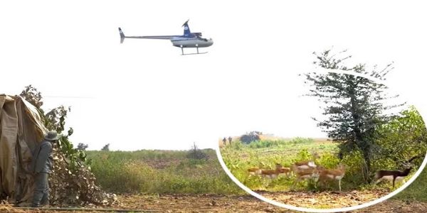 मप्रः हेलीकॉप्टर और बोमा से कृष्ण मृगों और नीलगायों को पकड़ने का अभियान जारी