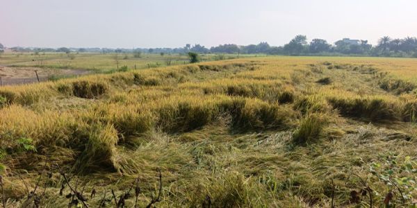 धमतरी:कृषि विभाग ने कहा असामयिक वर्षा-ओलावृष्टि से बचाव के लिए बरतें आवश्यक सावधानियां