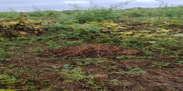 अनूपपुर: मोंथा का असर से हो रही बारिश, धान व सोयाबीन की फसल बर्बाद