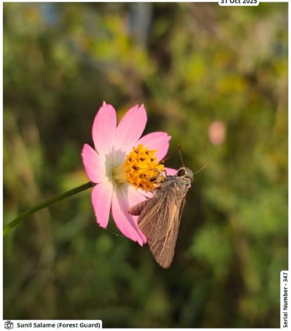 Seoni: Forest worker spotted rare Skipper butterfly in Pench Tiger Reserve Seoni: Forest worker spotted rare Skipper butterfly in Pench Tiger Reserve