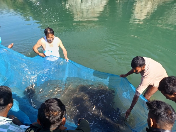 कतला, रोहू और मृगल मछलियों का बड़े आकार का बीज अंगुलिकाएं नदी में डालते हुए। कतला, रोहू और मृगल मछलियों का बड़े आकार का बीज अंगुलिकाएं नदी में डालते हुए।