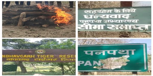 उमरियाः बांधवगढ़ में मिला बाघ का 5-6 दिन पुराना शव