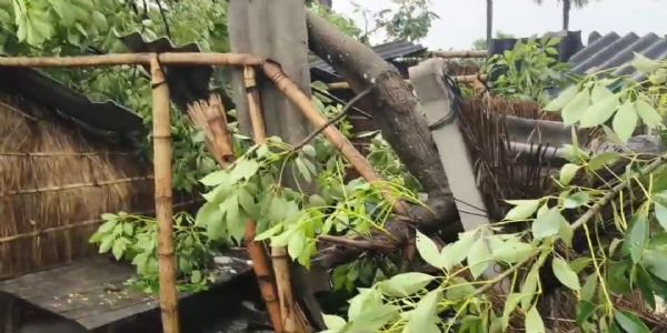 मच्छरगावा और जसौली पट्टी में घर पर गिरा पेड़, चार घायल