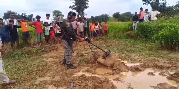 लातेहार में मृत अवस्था में मिला हाथी का बच्चा
