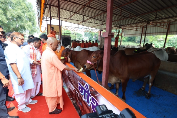 गोशाला में गायों को फल खिलाते सीएम योगी गोशाला में गायों को फल खिलाते सीएम योगी