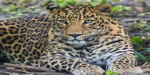 जंगल में गुलदार के सामने आने से किसानाें के उड़े होश