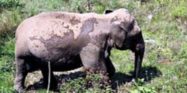 सारंडा में आईईडी विस्फोट से जंगली हाथी गंभीर रूप से घायल
