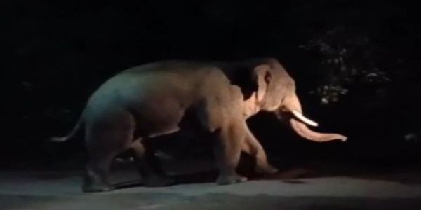 सिंगपुर के जंगल पहुंचा हाथी, लोगों ने ली राहत की सांस