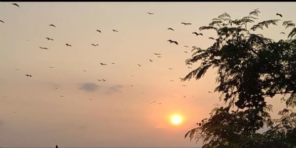 भागलपुर में विदेशी पक्षियों ने डाला डेरा