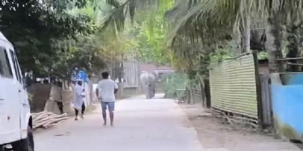 मोरीगांव के हाबी बरंगाबारी में जंगली हाथी के हमले में महिला की मौत