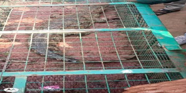 जांजगीर-चांपा : तालाब में मिला पांच फीट का मगरमच्छ, रेस्क्यू कर क्रोकोडाइल पार्क में छोड़ा