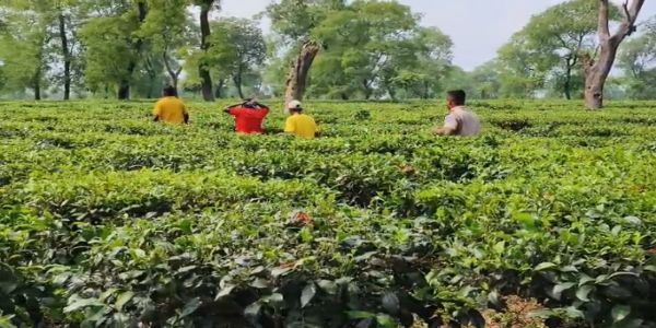 गंगाराम चाय बागान से नर कंकाल बरामद