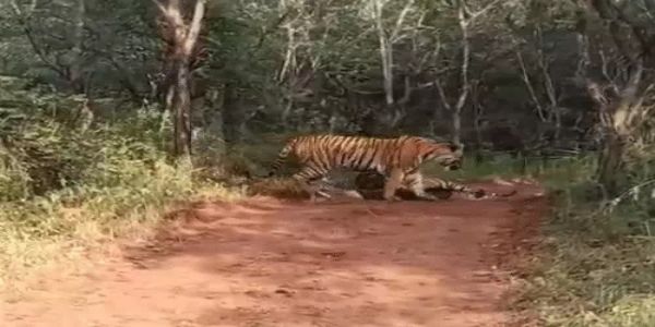 रणथंभौर में बाघिन मां-बेटी की खूनी जंग: टेरिटरी के लिए भिड़ीं बाघिन रिद्धि और मीरा, दोनों घायल