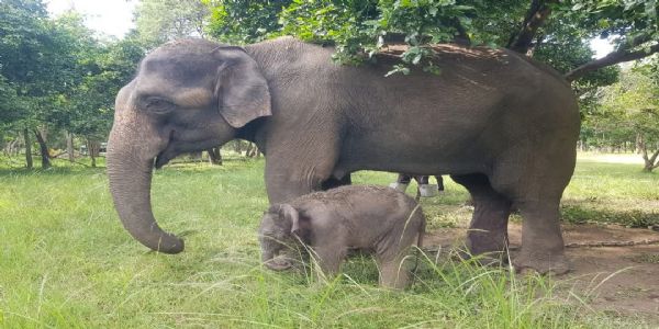 सिवनी: पेंच टाइगर रिज़र्व में फिर गूंजी किलकारी, हथिनी दामिनी ने दिया नर बछड़े को जन्म