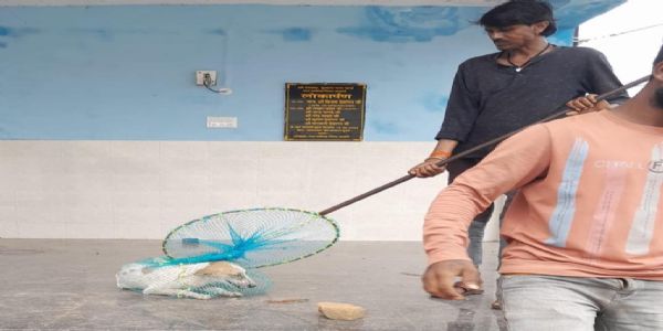 कुतों की नहीं हुई नसबंदी, एनजीओ को ब्लेक लिस्टेड करने की तैयारी