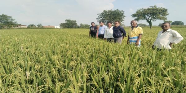 कम पानी में अधिक उपज देने वाली धान की नई किस्में एमटीयू 1156 और 1153 किसानों के लिए बनी वरदान