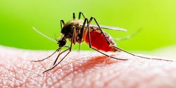 कोलकाता में डेंगू के मामले की संख्या हजार के पार पहुंची