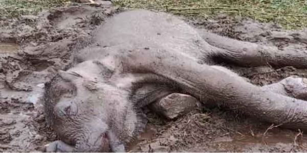 चाय बागान में हाथी शावक का शव बरामद