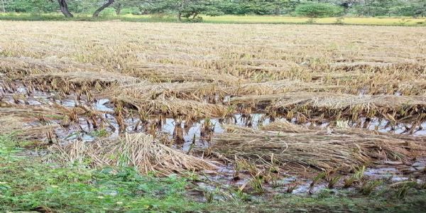 अनूपपुर: बेमौसम बारिश से धान की फसलें चौपट, किसानों के लिए मुआवजे की मांग