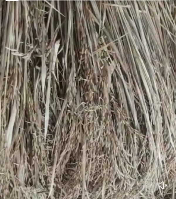 खाराब धान की फसल