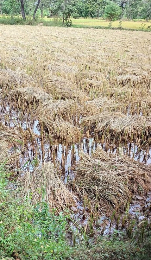 कटी धान के खेत में भरा पानी