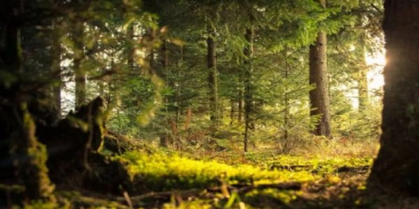 आशाओं के जंगल, उम्मीदों के मंगल