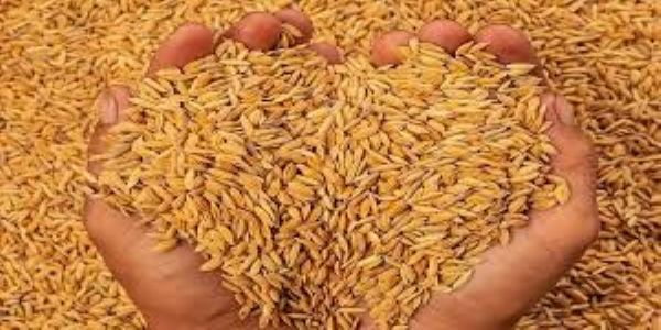 मुरादाबाद के क्रय केंद्रों में डंप 7 हजार टन धान राइस मिलों को भेजा जाएगा