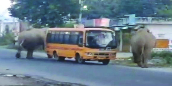 सड़क पर हाथियों ने मचाया उत्पात